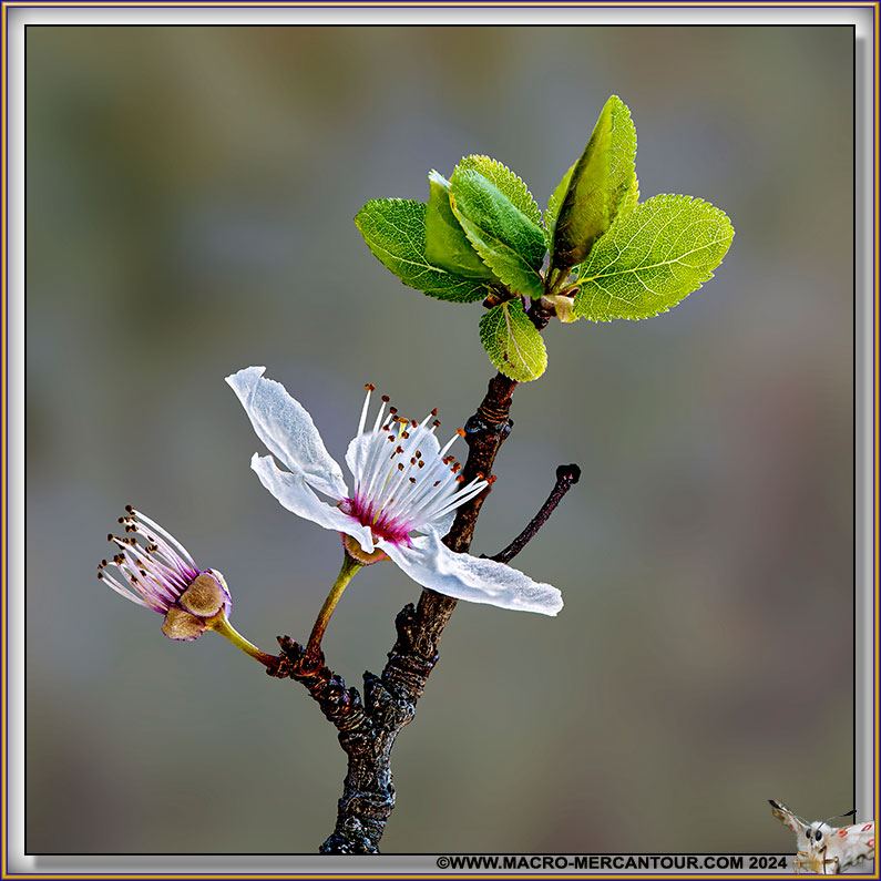 201-PRUNIER-20-46516-HF-MaskFus-L4-SURV